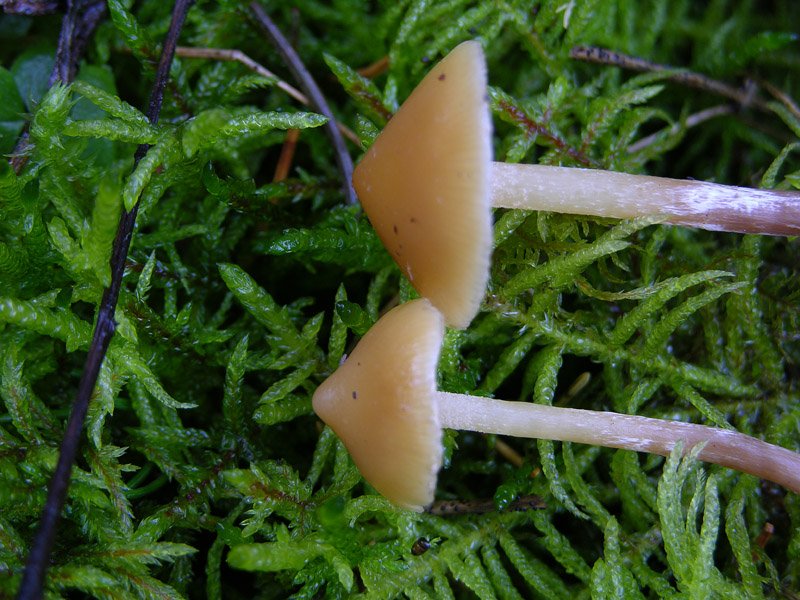 Galerina da determinare n45(2007)